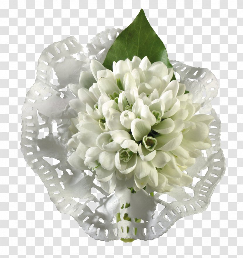 Snowdrop Clip Art Photography Flower - Cut Flowers Transparent PNG