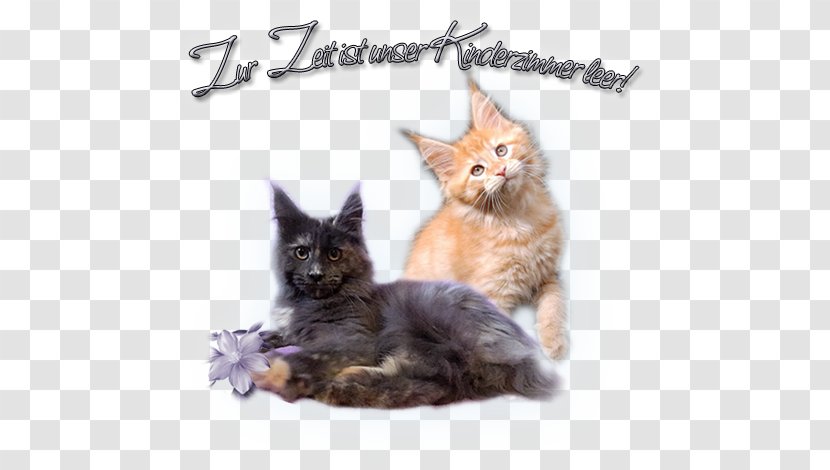 Maine Coon Kitten Whiskers Raccoon Transparent PNG