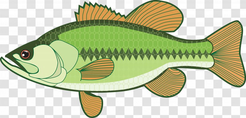 Bass Guitar Clip Art - Organism - Fish Vector Transparent PNG