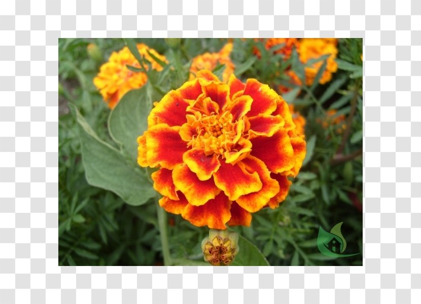 Mexican Marigold Flower Seed Plant Dahlia - Geum - Garden Center Transparent PNG