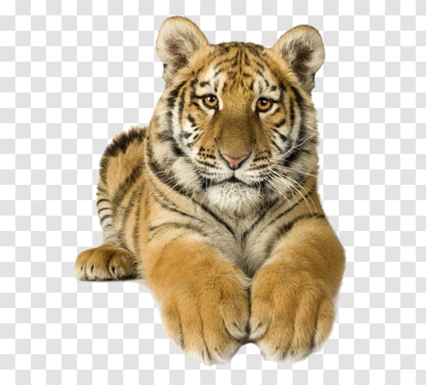 Siberian Tiger Sumatran Bengal Stock Photography - Cat Like Mammal - Creative Transparent PNG