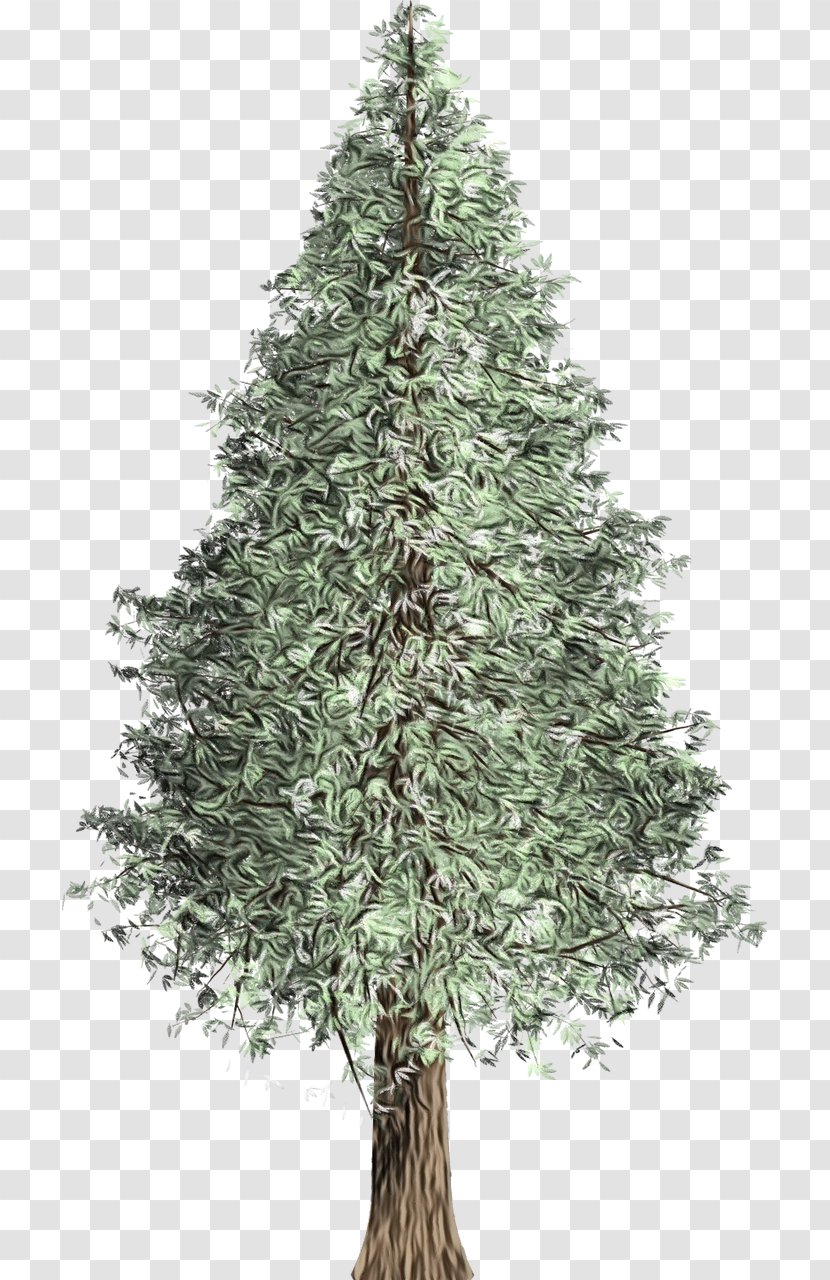 Tree Shortleaf Black Spruce Yellow Fir White Pine Oregon - Red - Colorado Transparent PNG