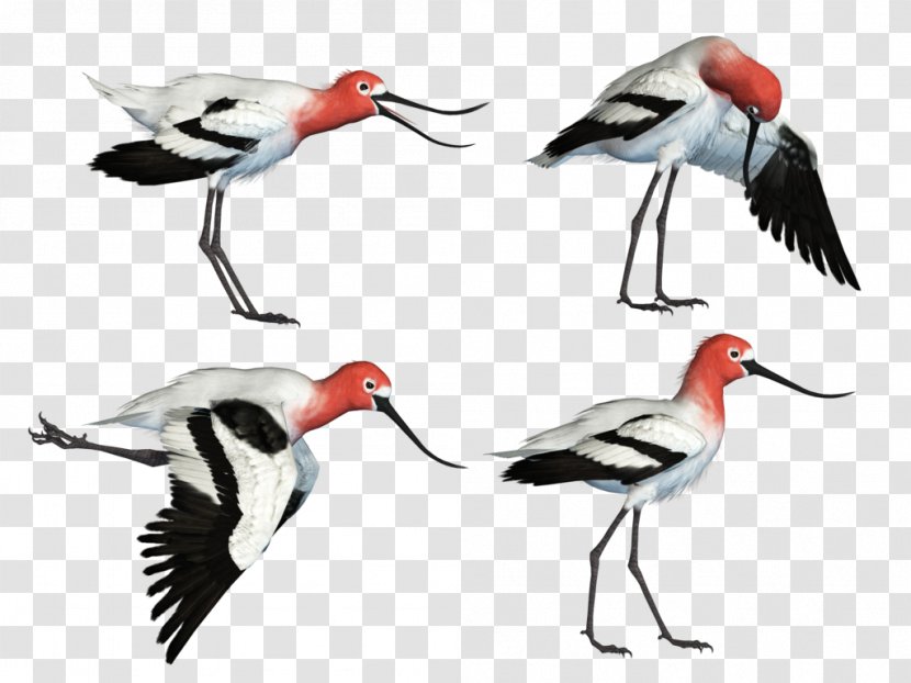 White Stork Water Bird Wader Beak - Ciconiiformes Transparent PNG