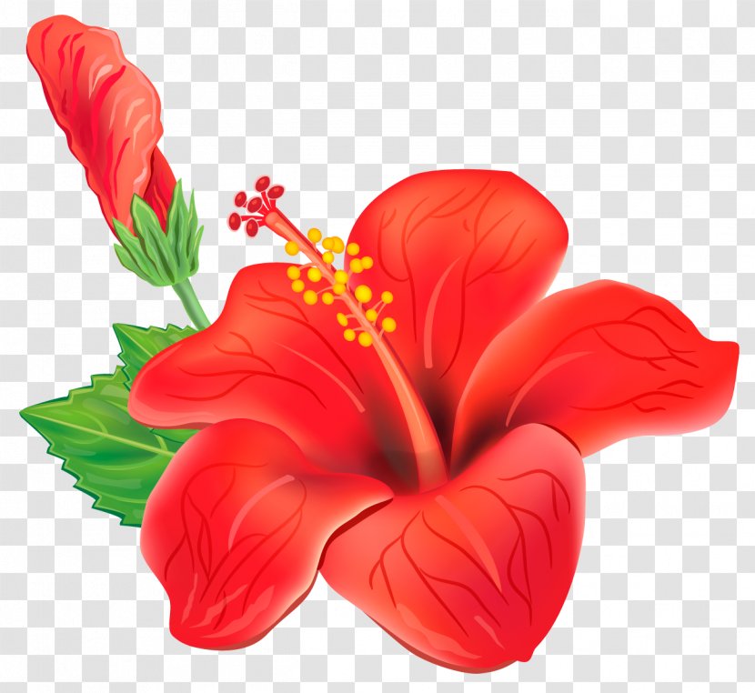 Flower Clip Art - Cut Flowers - Red Exotic Clipart Picture Transparent PNG