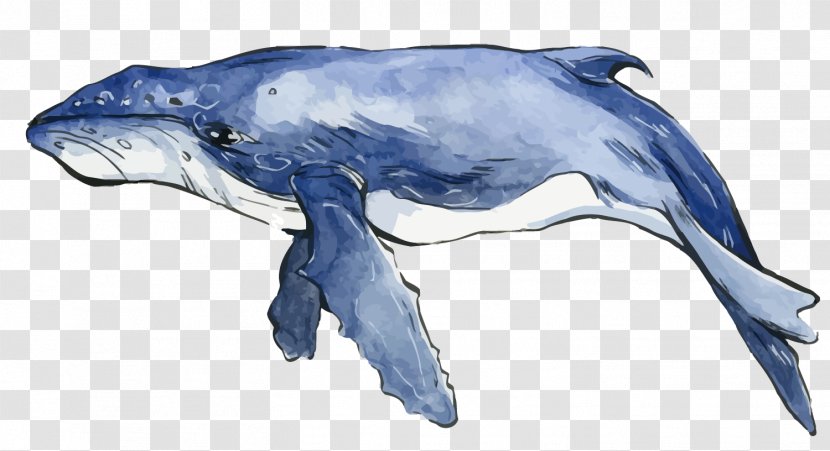 Dolphin Watercolor Painting Whale - Vector Blue Transparent PNG