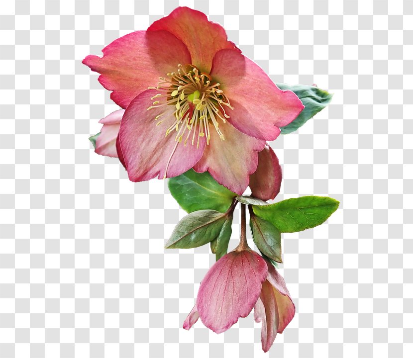 Flower Petal Plant Pink Prickly Rose - Hellebore Peruvian Lily Transparent PNG