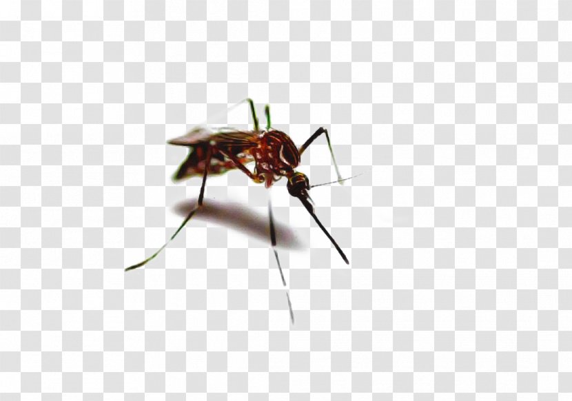 Ant Cartoon - Miridae - Scentless Plant Bugs Blowflies Transparent PNG