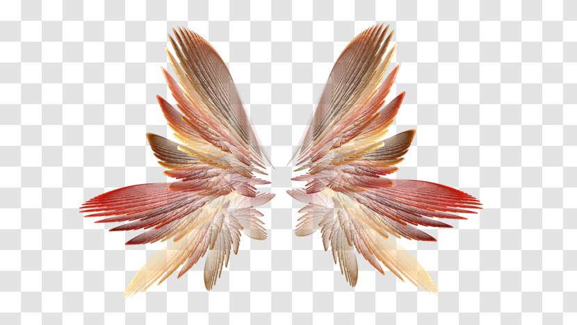 Download Clip Art - Feather - Photography Transparent PNG
