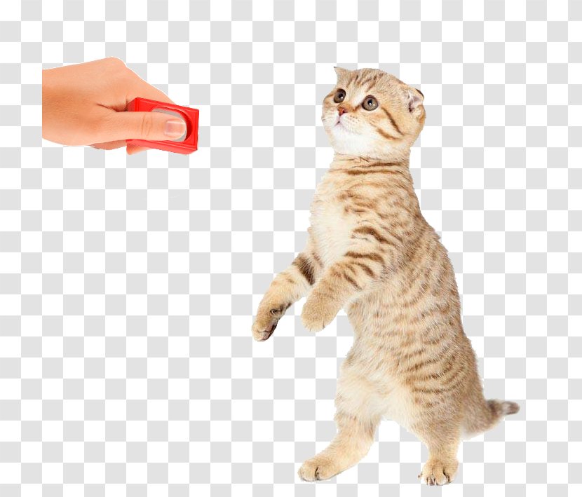 Cat Kitten Dog Toys - Plush Transparent PNG