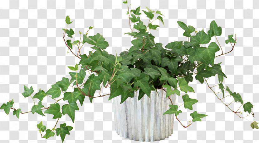 Vine Flower Houseplant - Flowerpot - Pot Leaf Transparent PNG