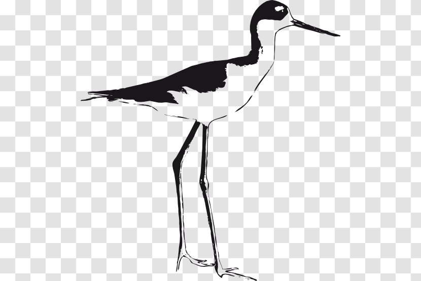 Bird Black-necked Stilt Black-winged Clip Art - Blacknecked - Prospect Cliparts Transparent PNG