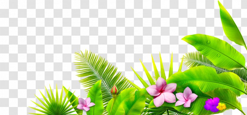 Leaf Petal Google Images Download - Flower - Green Leaves Transparent PNG