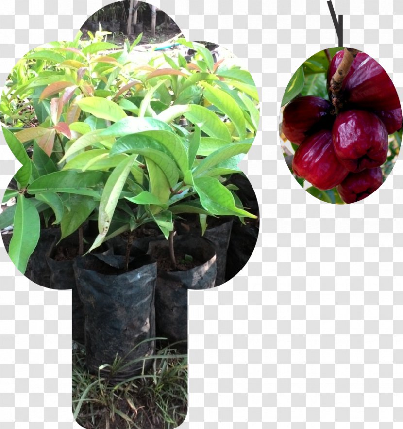 Watery Rose Apple Malay Common Guava Benih Fruit - Tree - Banana Transparent PNG