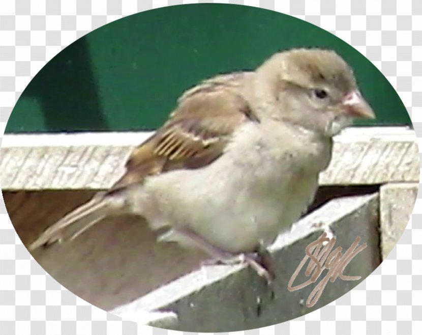 House Sparrow Bird Finch Wren Transparent PNG