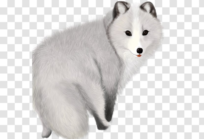 Arctic Fox Template - Whiskers - Gray Transparent PNG