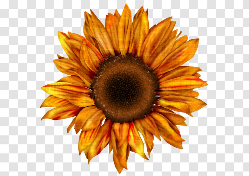 Common Sunflower Drawing Red Clip Art - Seed - Karma Transparent PNG