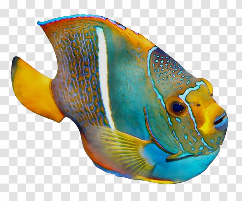 Coral Reef Fish Marine Biology - Parrotfish Transparent PNG