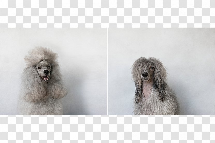 Toy Poodle Miniature Standard Dog Breed Transparent PNG