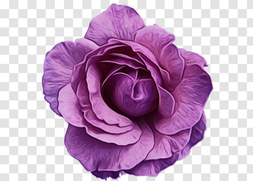Garden Roses - Rose - Family Plant Transparent PNG
