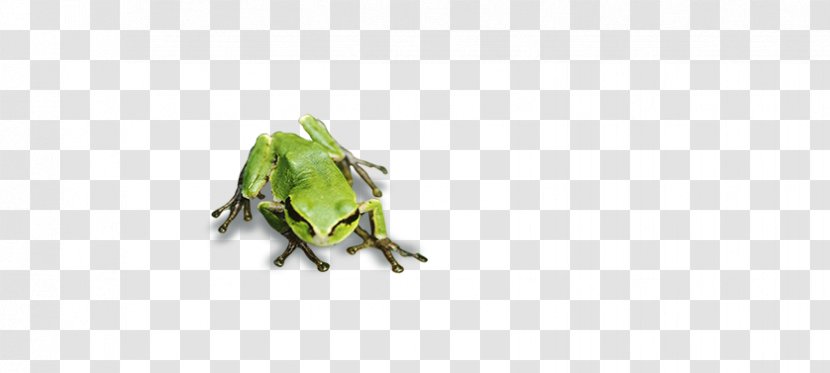 Tree Frog Green Pattern Transparent PNG