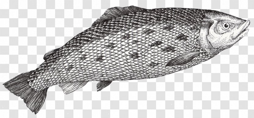 Tilapia Fish Products Oily Atlantic Salmon - Seafood - Lax Transparent PNG