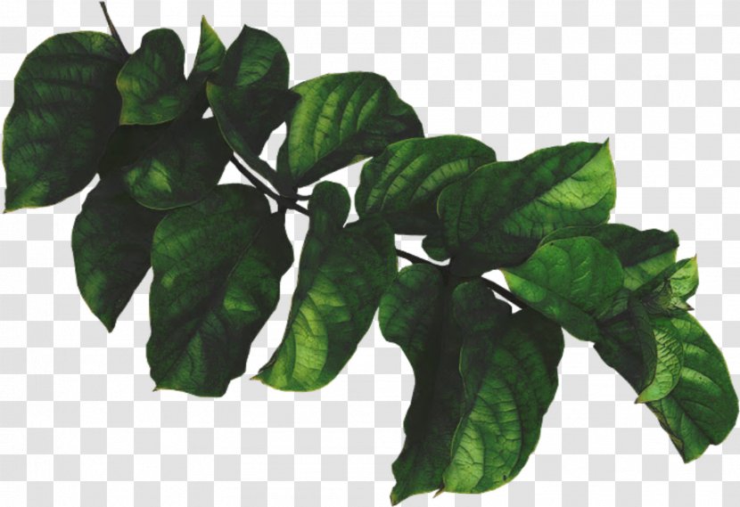 Leaf Green Plant Painting - Branch - Harvest Transparent PNG