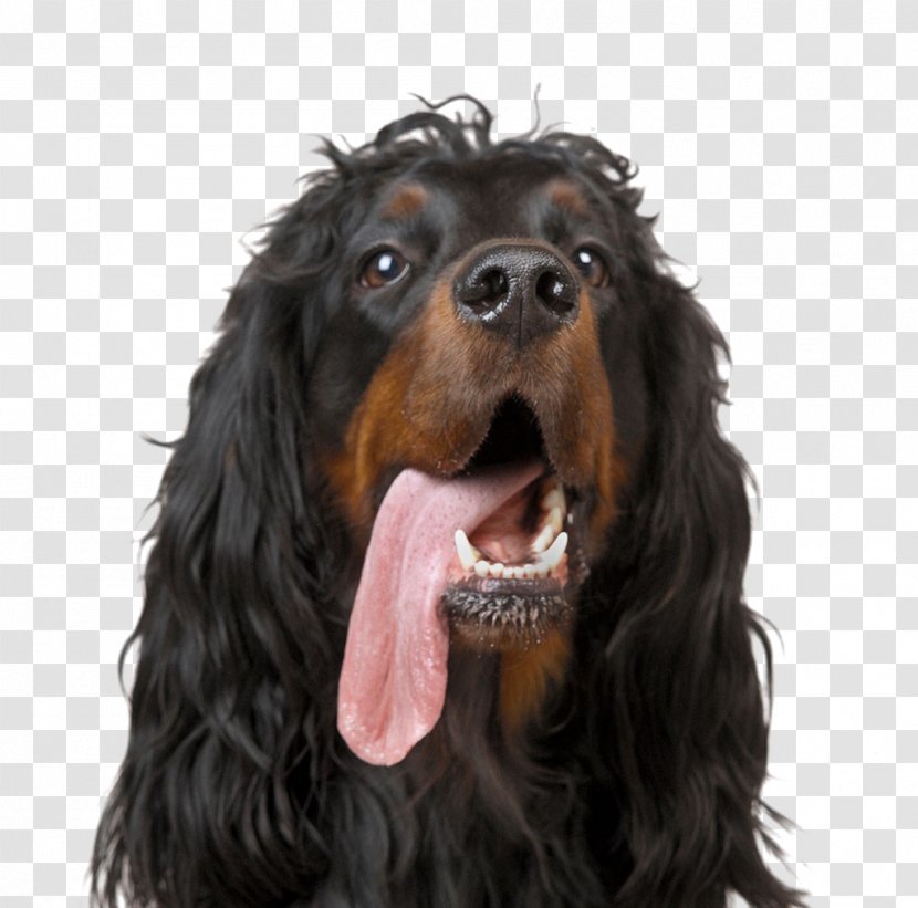 Gordon Setter Afghan Hound Stock Photography Royalty-free - Dog,puppy,pet,animal Transparent PNG
