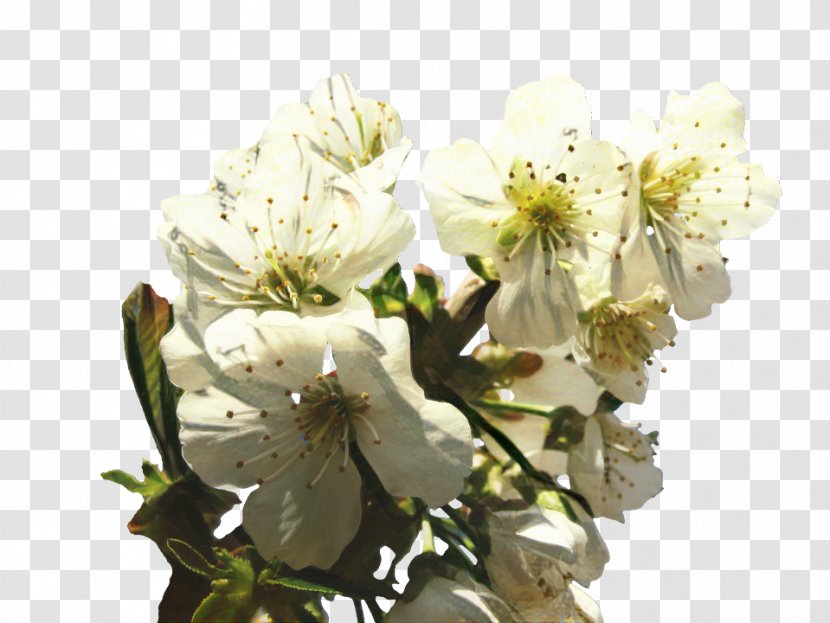 Image Cherry Blossom Flower Photograph Design - Floral - Petal Transparent PNG