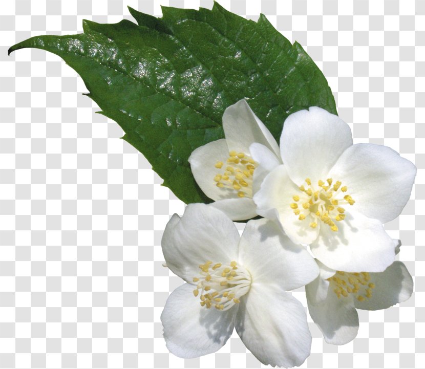 Clip Art Jasmine Flower White Transparent PNG