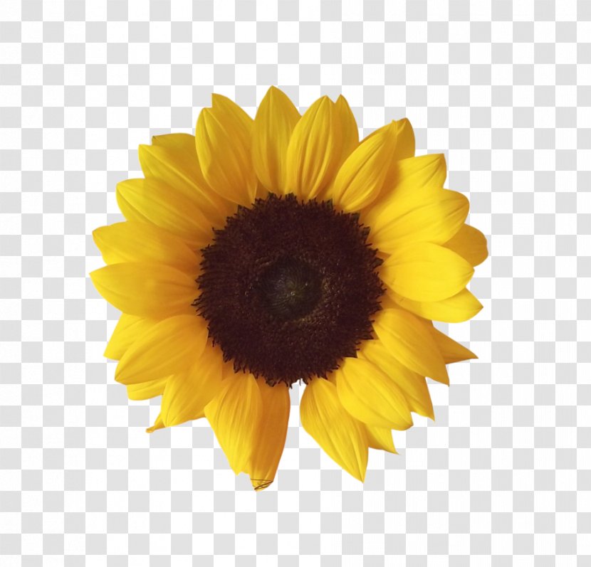 Common Sunflower Image File Formats Clip Art - Flower Transparent PNG