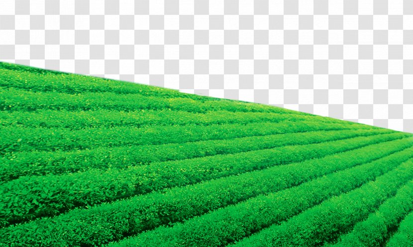 Darjeeling Tea Garden Wallpaper - Grass Transparent PNG