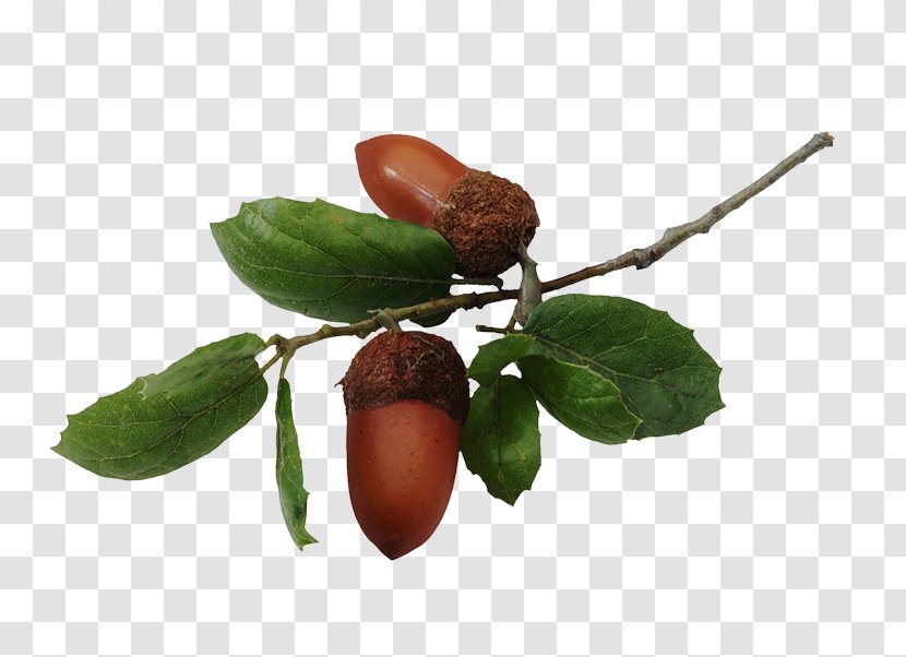 Appreciative Intelligence Southern Live Oak Quercus Hemisphaerica Northern Red Acorn Transparent PNG