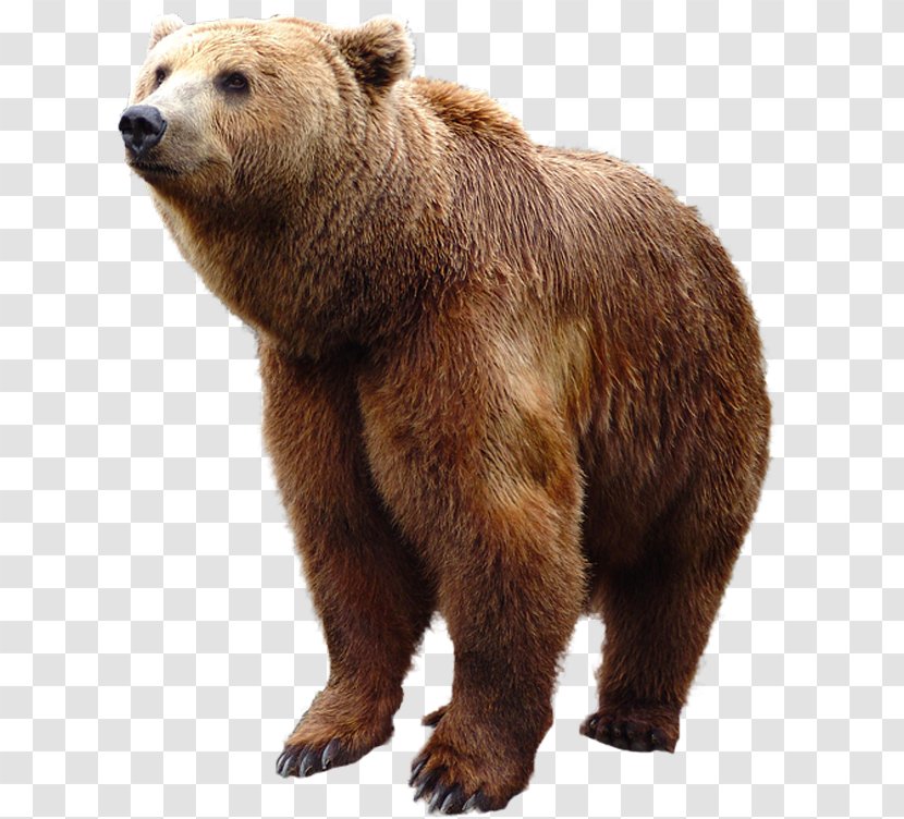 Brown Bear - Grizzly Transparent PNG