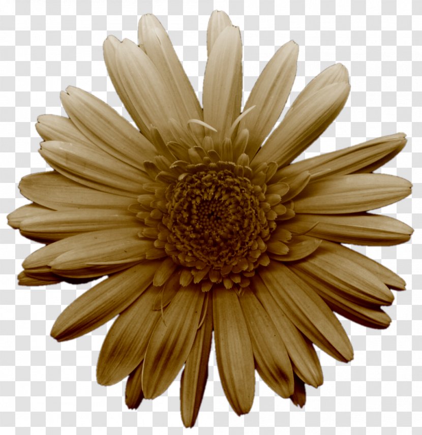 Flower Clip Art - Gerbera - Abstract Flowers Picture Material Transparent PNG