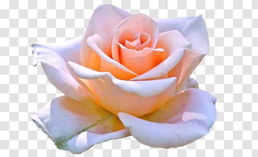 Hybrid Tea Rose Flower Clip Art - Close Up - Marilyn Monroe Transparent PNG