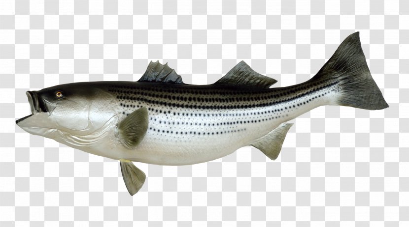 Fishing Fish As Food Transparent PNG