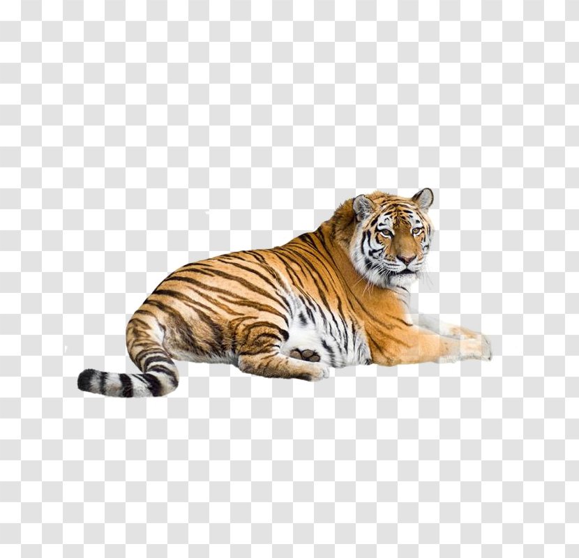 Siberian Tiger Bengal South China Indochinese Malayan Transparent PNG