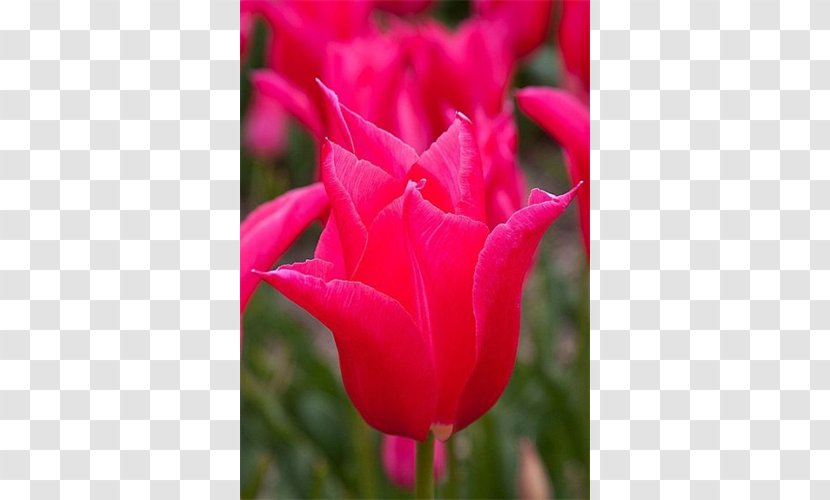 Tulip Garden Roses Floribunda Petal Bud - Peruvian Lily Transparent PNG