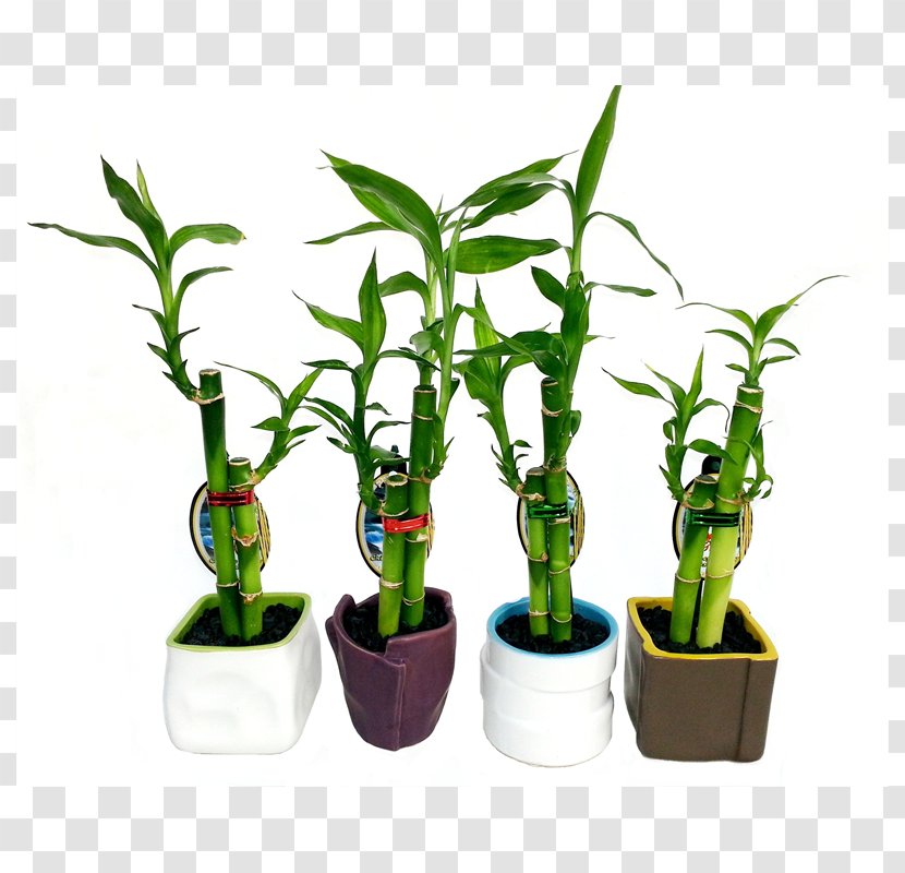 Flowerpot Houseplant Bamboo Plant Stem - Lucky Transparent PNG