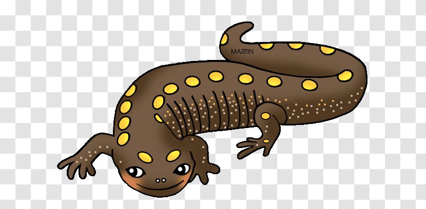 Salamander Newt Frog Clip Art - Reptile - Free Cliparts Amphibians Transparent PNG