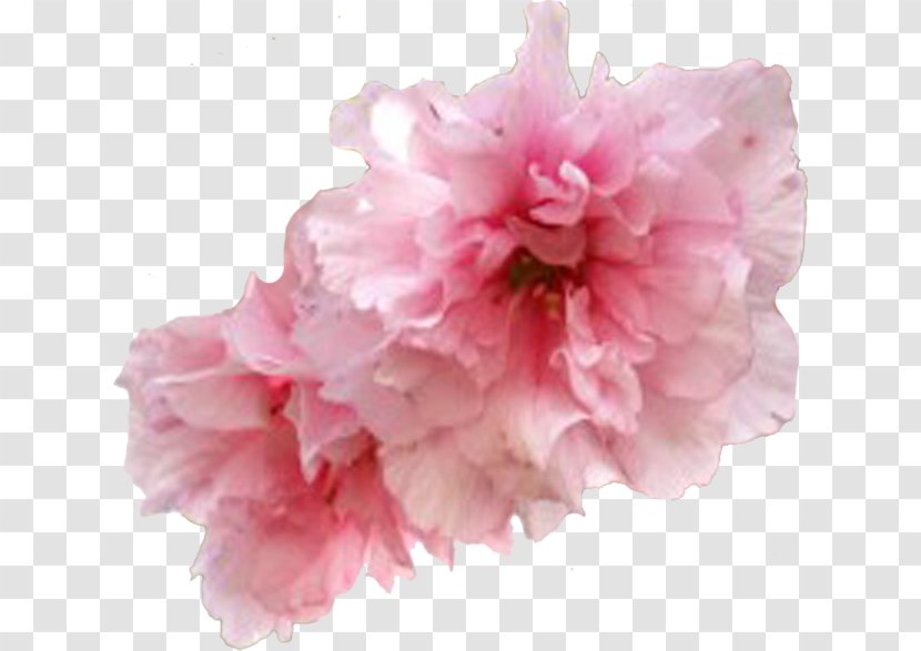 Flower Garden Roses Cherry Blossom Clip Art - Hibiscus Transparent PNG