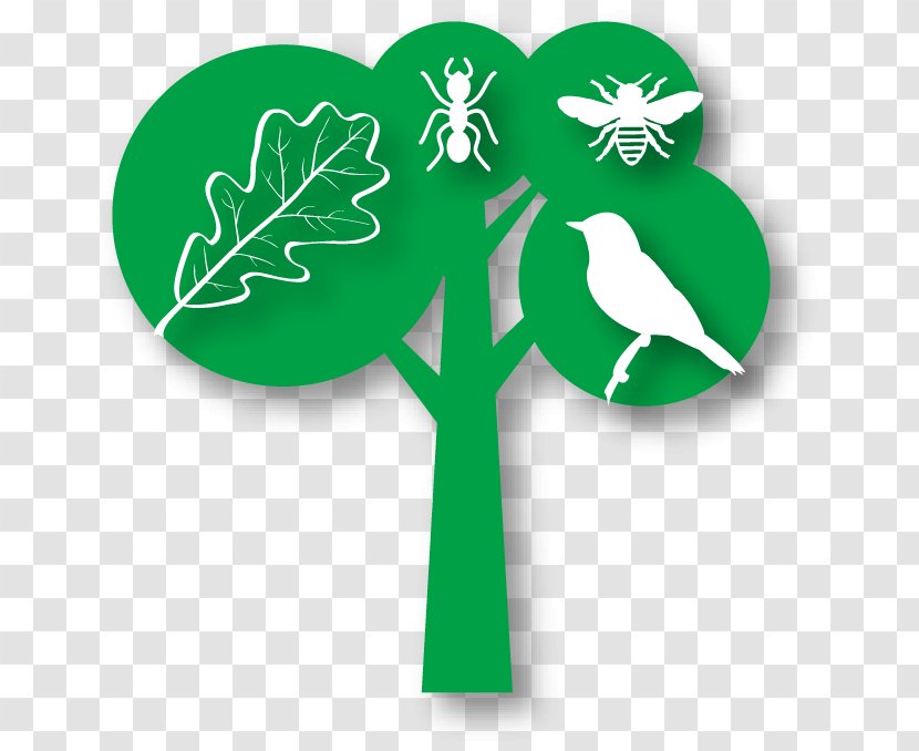 Natural Environment Tree SDL Investigacion Y Divulgacion Del Medio Ambiente SL Environmental Education Forest - Medicago Transparent PNG