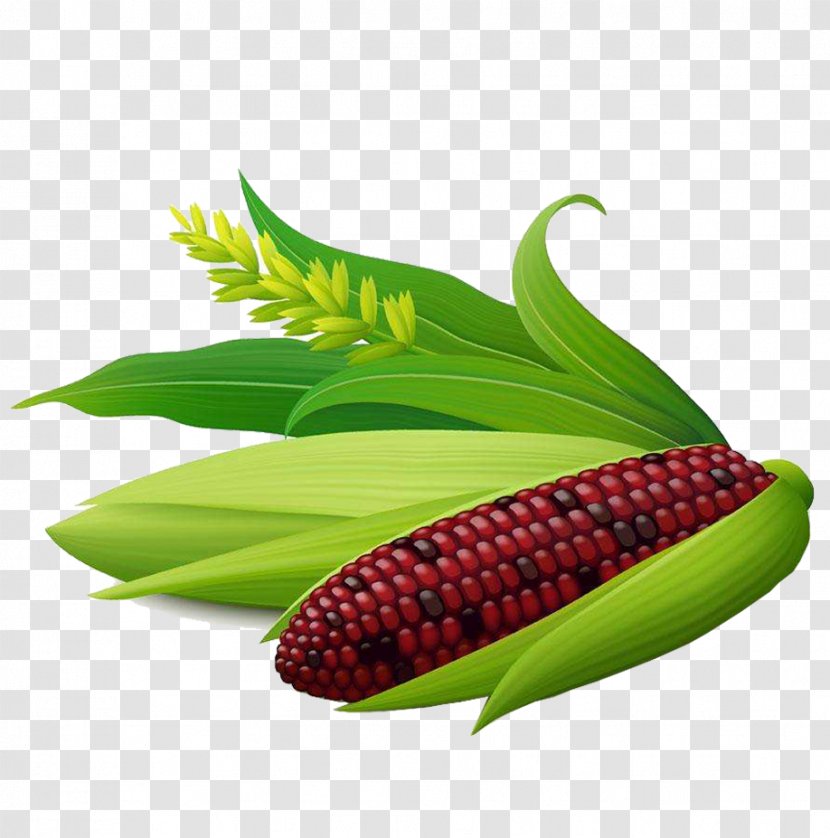 Corn On The Cob Maize Sweet Corncob - Food - Waxy Corn, Fruit, Color Transparent PNG