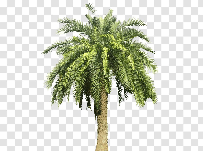 Arecaceae Canary Island Date Palm Tree - Palms Transparent PNG