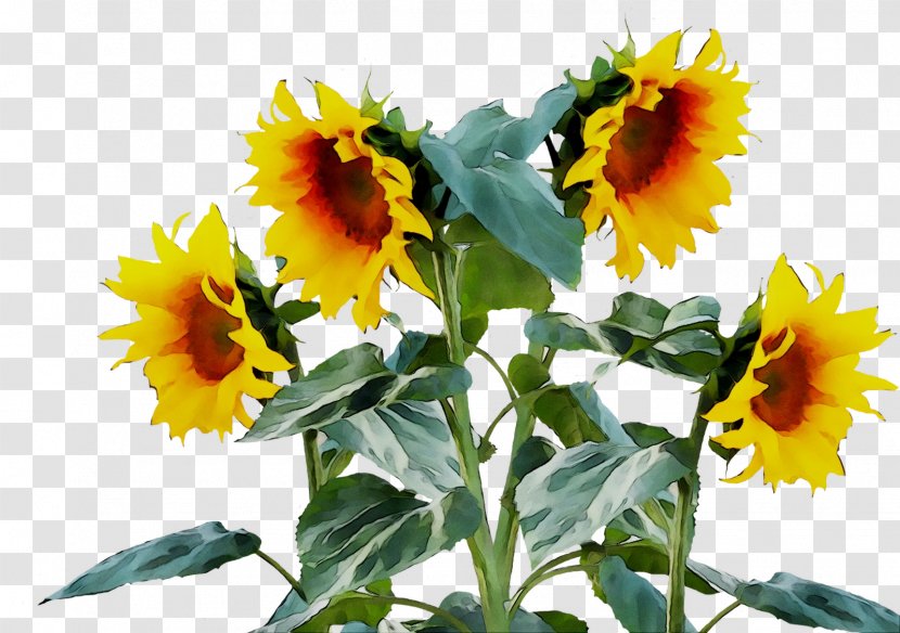 Common Sunflower Seed - Annual Plant Transparent PNG