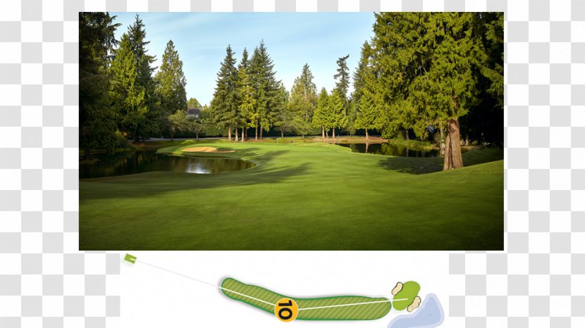 Golf Clubs Course Recreation Tree - Equipment - Womens Pga Championship Transparent PNG