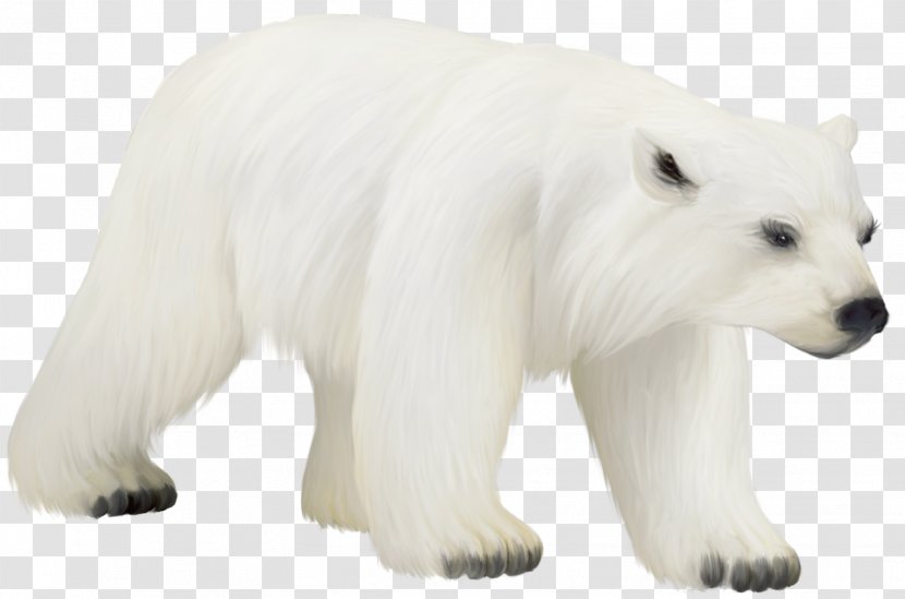 Baby Polar Bear American Black Clip Art Transparent PNG