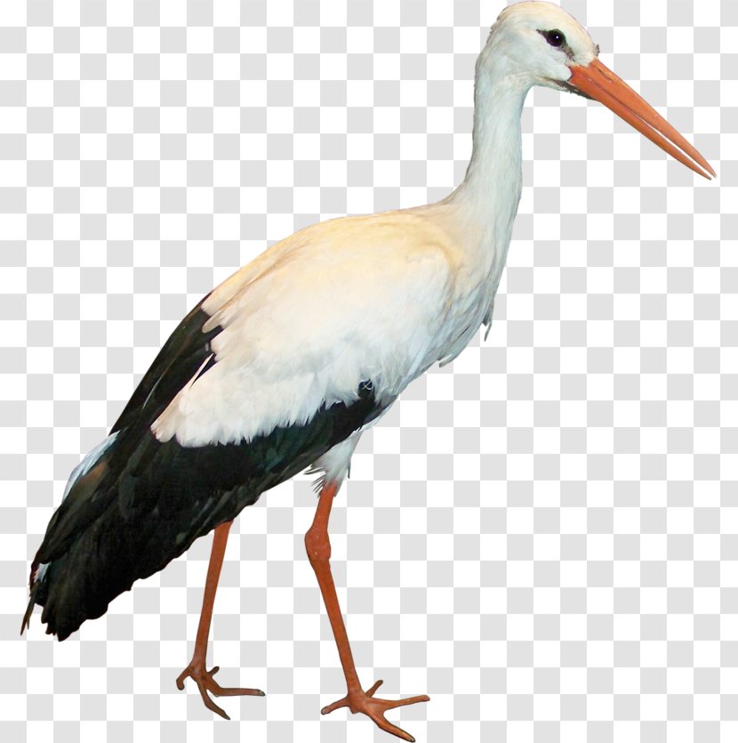 White Stork Icon Transparent PNG