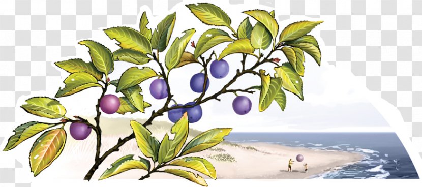 Floral Design Cut Flowers Fruit - Purple Transparent PNG