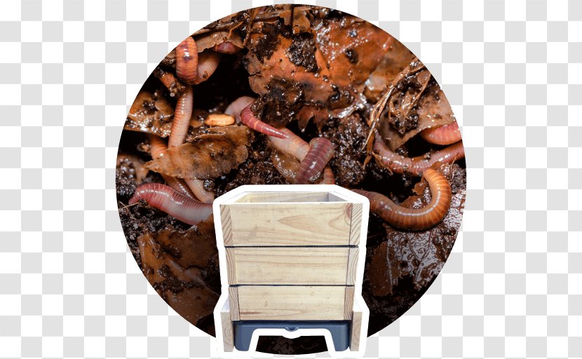 Earthworms Waste Vermicompost Recycling Eisenia Fetida - Humus Transparent PNG